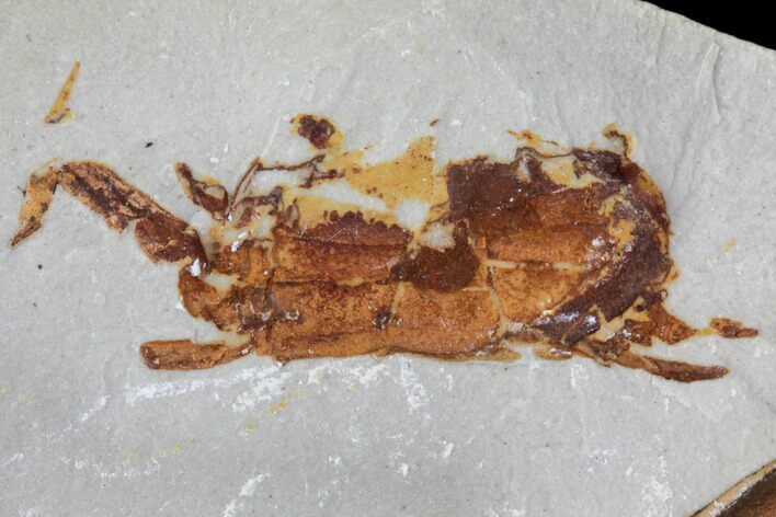 Fossil Pea Crab (Pinnixa) From California - Miocene #85293